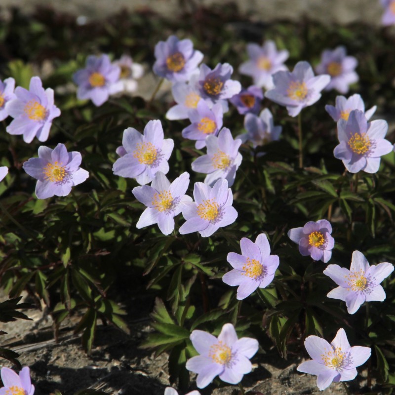 Anemone nemorosa 'Robinsoniana' Anemone nemorosa 'Robinsoniana'
