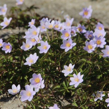 Anemone nemorosa 'Robinsoniana' Anemone nemorosa 'Robinsoniana'