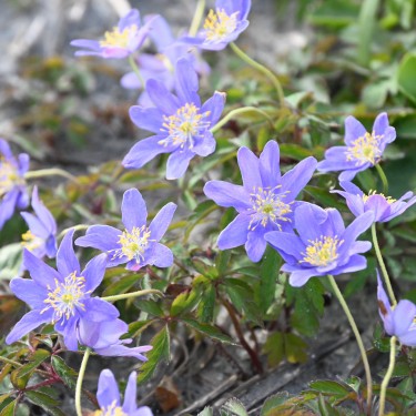 Anemone nemorosa 'Royal Blue'