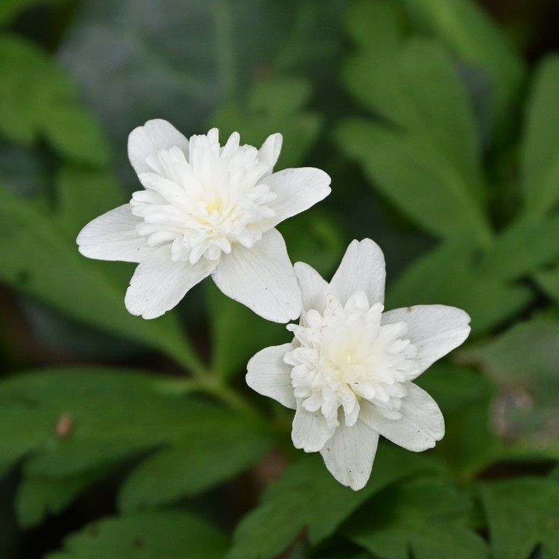 Anemone nemorosa 'Vestal' Anemone nemorosa 'Vestal'