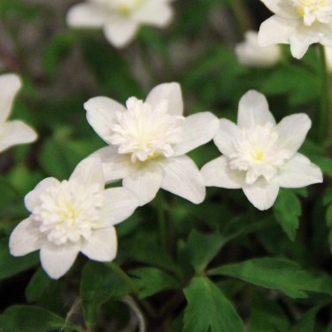 Anemone nemorosa 'Vestal' Anemone nemorosa 'Vestal'