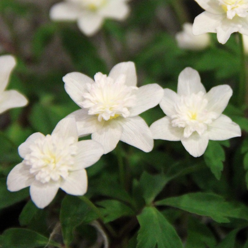 Anemone nemorosa 'Vestal' Anemone nemorosa 'Vestal'