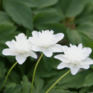 Anemone nemorosa 'Vestal' Anemone nemorosa 'Vestal'
