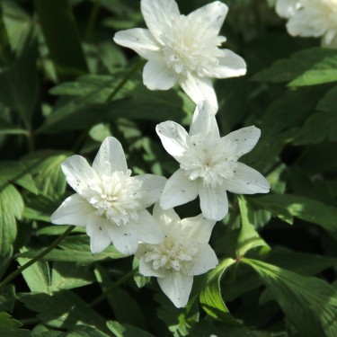 Anemone nemorosa 'Vestal' Anemone nemorosa 'Vestal'