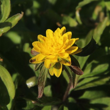 Anemone ranunculoides 'Pleniflora'