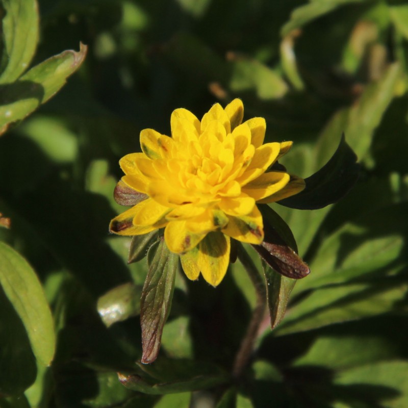 Anemone ranunculoides 'Pleniflora'