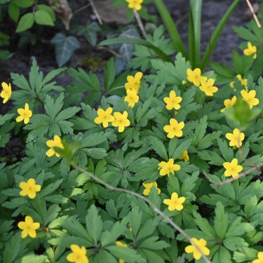 Anemone ranunculoides subsp. ranunculoides