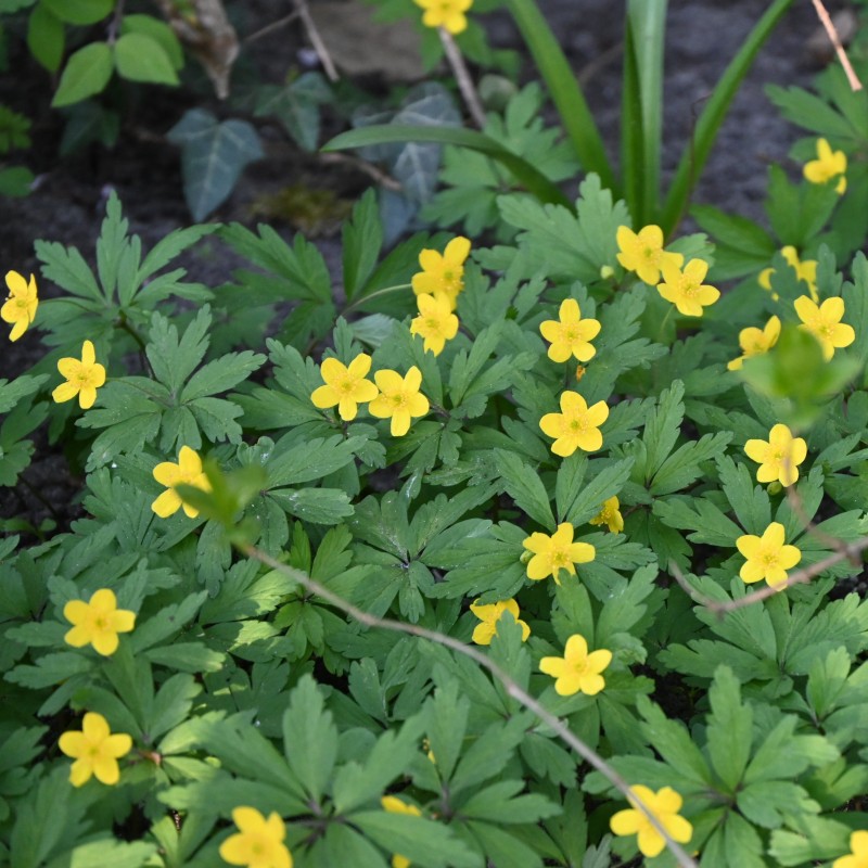 Anemone ranunculoides subsp. ranunculoides