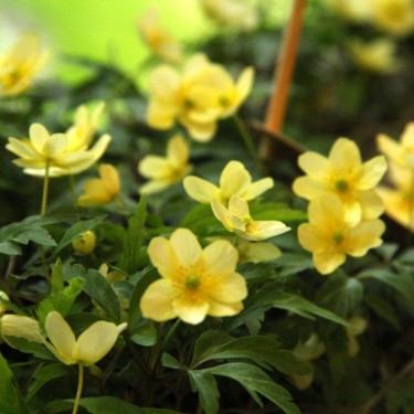Anemone x lipsiensis