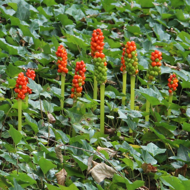 Arum italicum