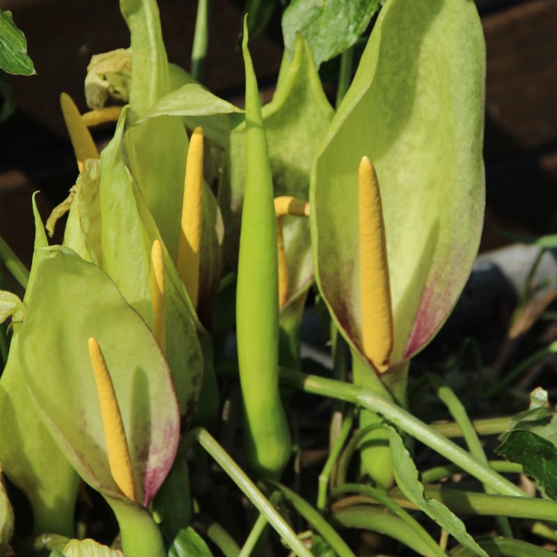 Arum italicum