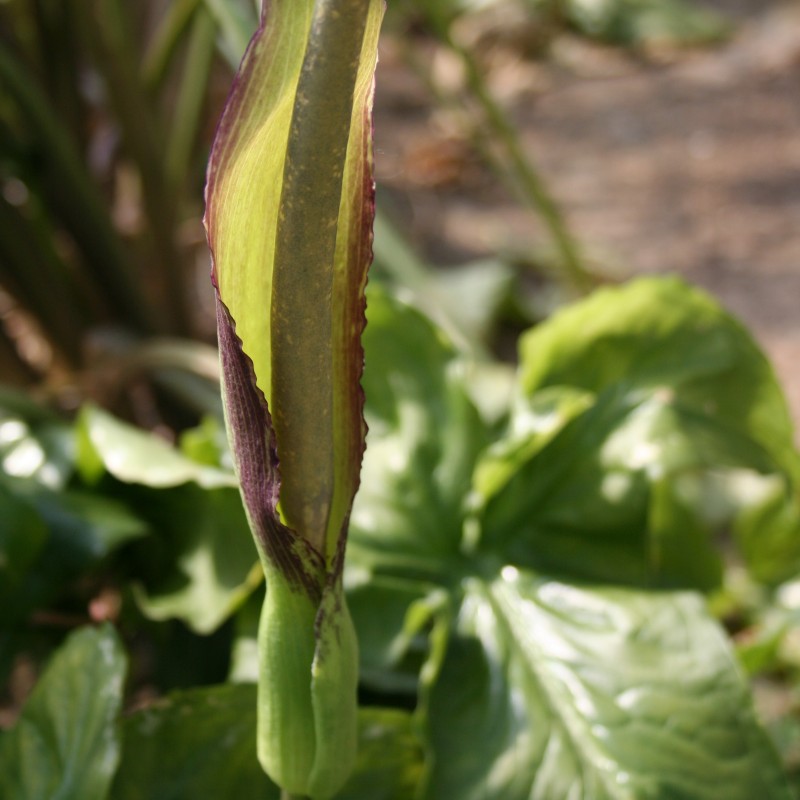 Arum rupicola var. rupicola Arum rupicola var. rupicola