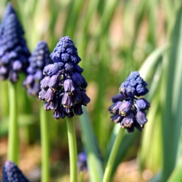 Bellevalia atroviolacea