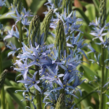 Camassia 'Blue Candle'