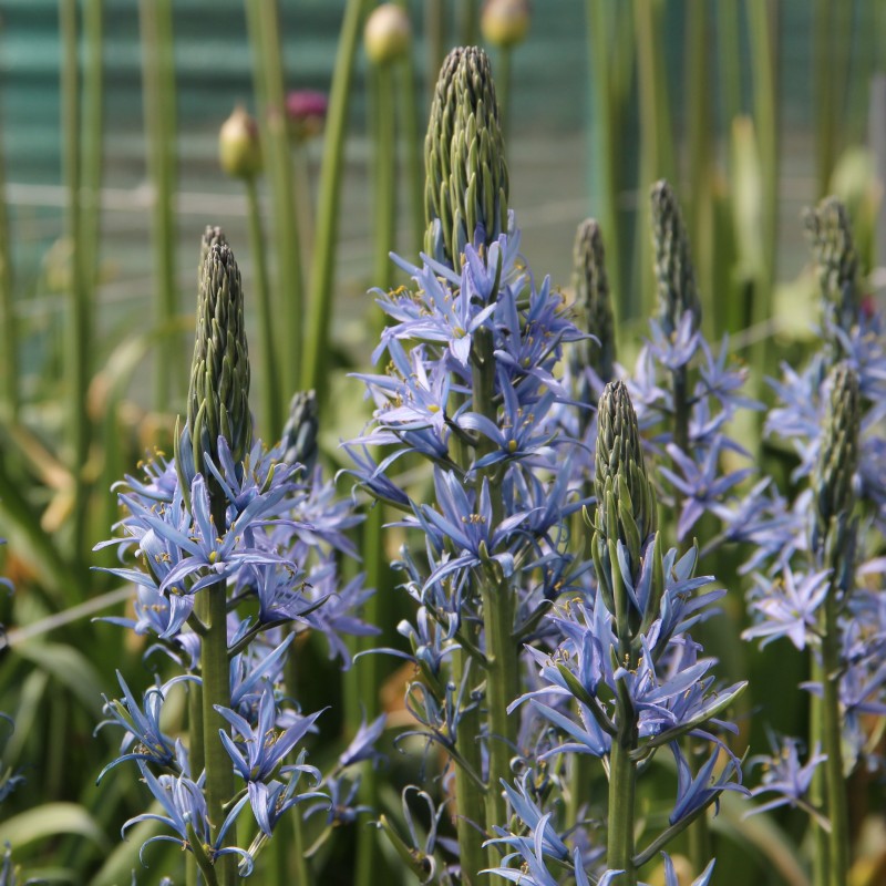 Camassia 'Blue Candle'