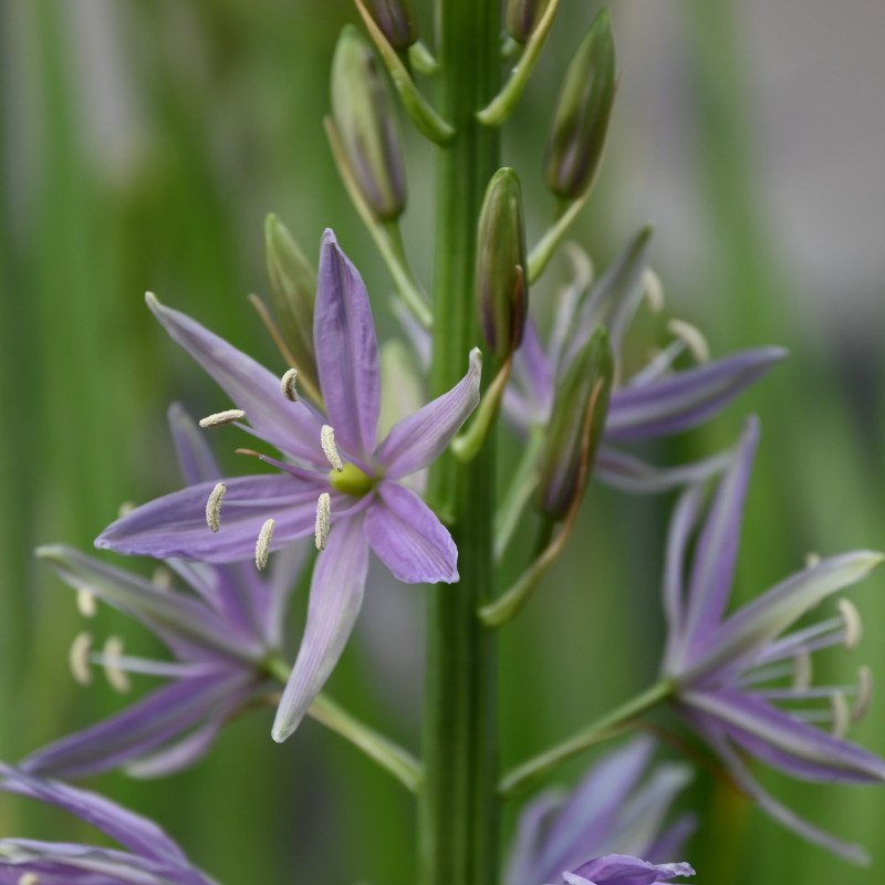 Camassia 'Violet Candle' Camassia 'Violet Candle'