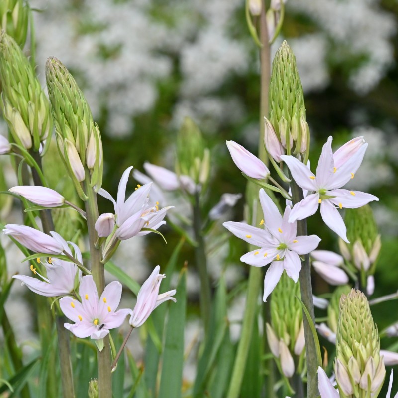 Camassia 'Pink Star' Camassia 'Pink Star'