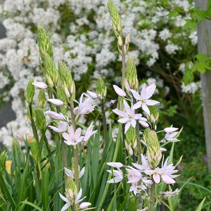 Camassia 'Pink Star' Camassia 'Pink Star'