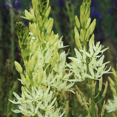 Camassia leichtlinii 'Alba' Camassia leichtlinii 'Alba'