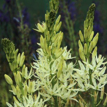 Camassia leichtlinii 'Alba' Camassia leichtlinii 'Alba'