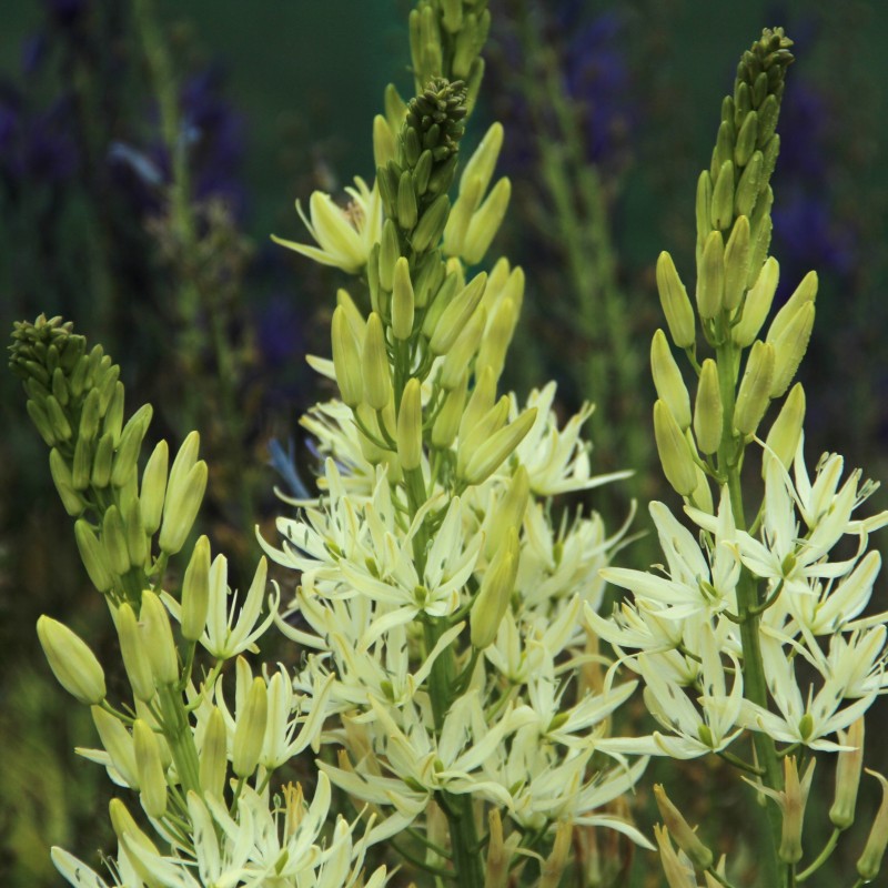 Camassia leichtlinii 'Alba' Camassia leichtlinii 'Alba'