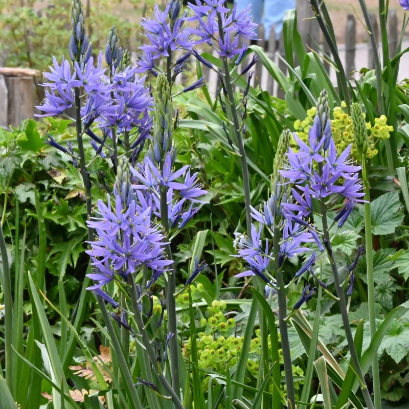 Camassia leichtlinii 'Caerulea' Camassia leichtlinii 'Caerulea'