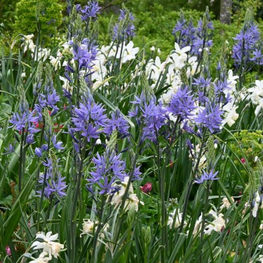 Camassia leichtlinii 'Caerulea' Camassia leichtlinii 'Caerulea'