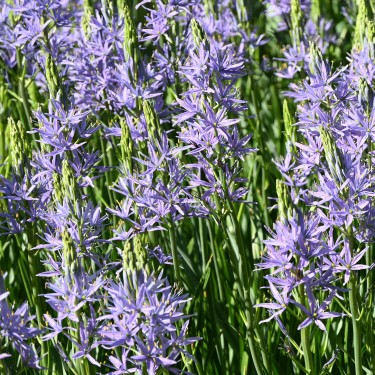 Camassia leichtlinii 'Caerulea' Camassia leichtlinii 'Caerulea'