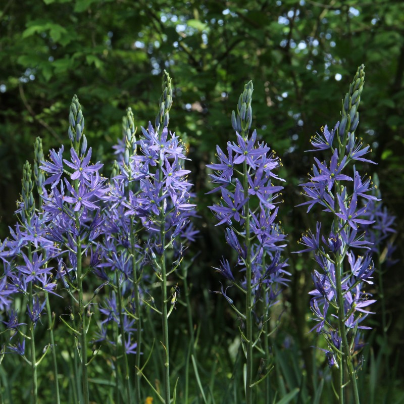 Camassia leichtlinii 'Caerulea' Camassia leichtlinii 'Caerulea'