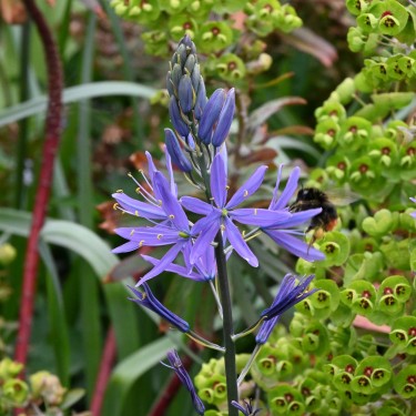 Camassia leichtlinii 'Caerulea' Camassia leichtlinii 'Caerulea'