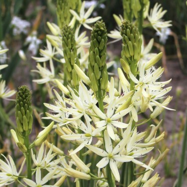 Camassia leichtlinii 'Sacajawea'