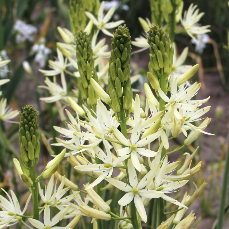 Camassia leichtlinii 'Sacajawea' Camassia leichtlinii 'Sacajawea'