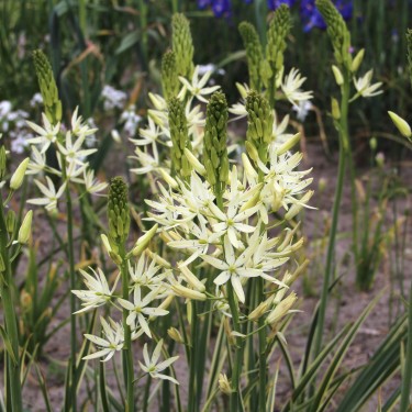 Camassia leichtlinii 'Sacajawea' Camassia leichtlinii 'Sacajawea'