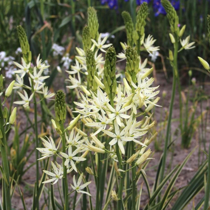 Camassia leichtlinii 'Sacajawea' Camassia leichtlinii 'Sacajawea'