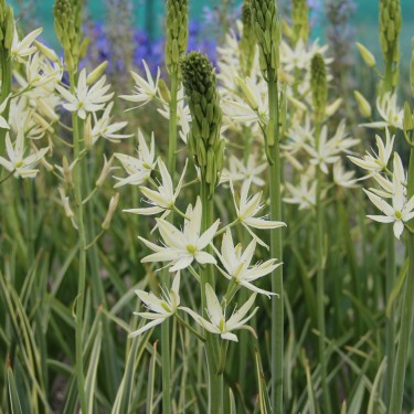 Camassia leichtlinii 'Sacajawea' Camassia leichtlinii 'Sacajawea'