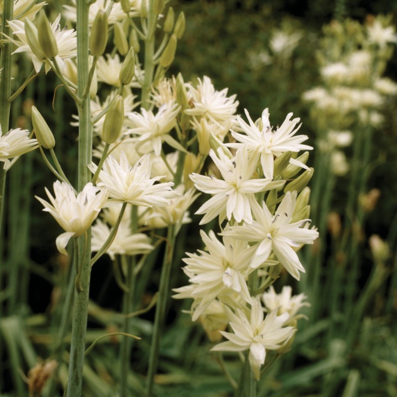 Camassia leichtlinii 'Semiplena' Camassia leichtlinii 'Semiplena'