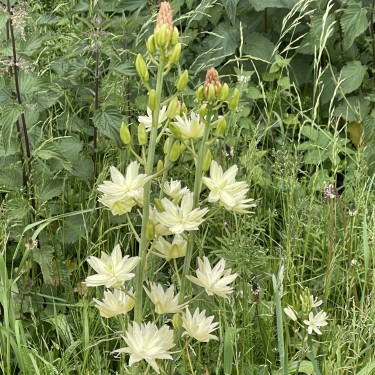 Camassia leichtlinii 'Semiplena' Camassia leichtlinii 'Semiplena'