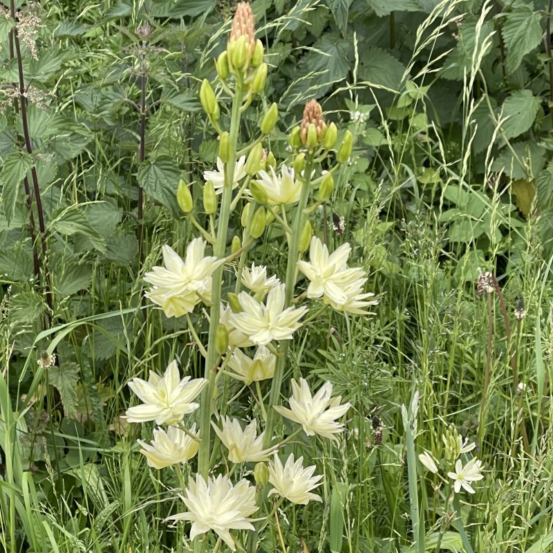Camassia leichtlinii 'Semiplena' Camassia leichtlinii 'Semiplena'