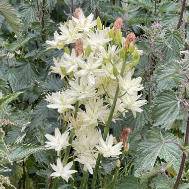 Camassia leichtlinii 'Semiplena' Camassia leichtlinii 'Semiplena'