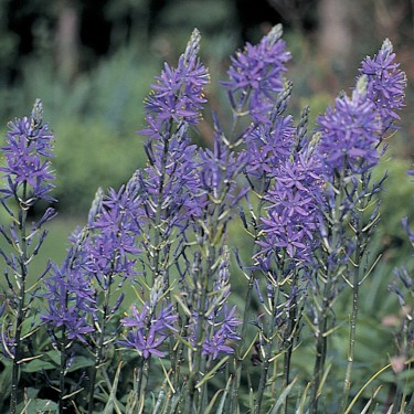 Camassia quamash -grootverbruik-