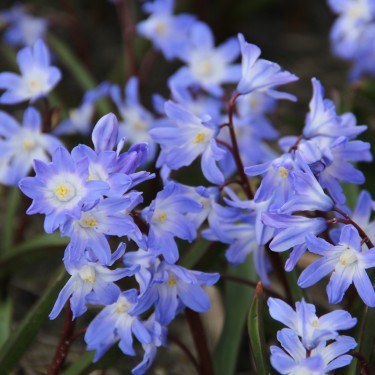 Chionodoxa 'Blue Giant' Chionodoxa 'Blue Giant'