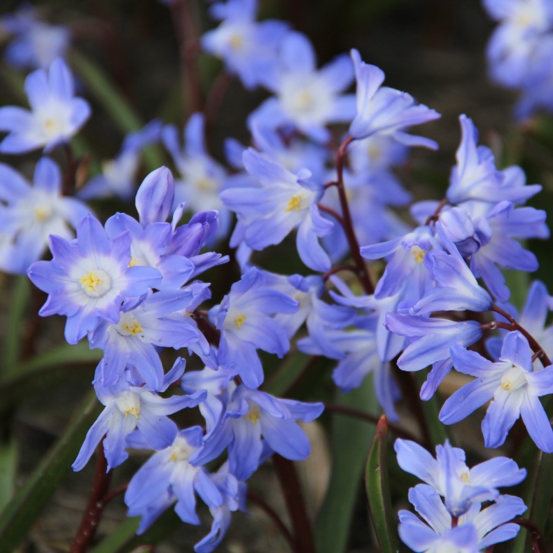 Chionodoxa 'Blue Giant' Chionodoxa 'Blue Giant'