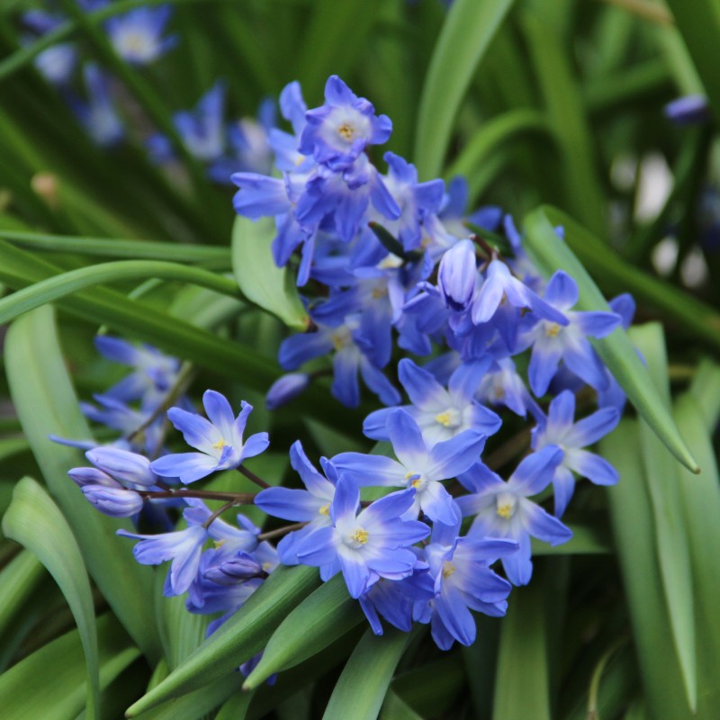 Chionodoxa 'Blue Giant' Chionodoxa 'Blue Giant'
