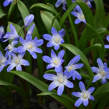 Chionodoxa 'Blue Giant' Chionodoxa 'Blue Giant'