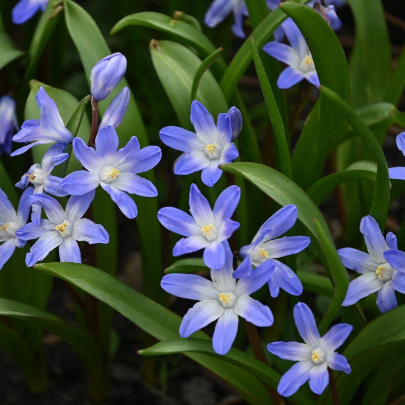 Chionodoxa 'Blue Giant' Chionodoxa 'Blue Giant'