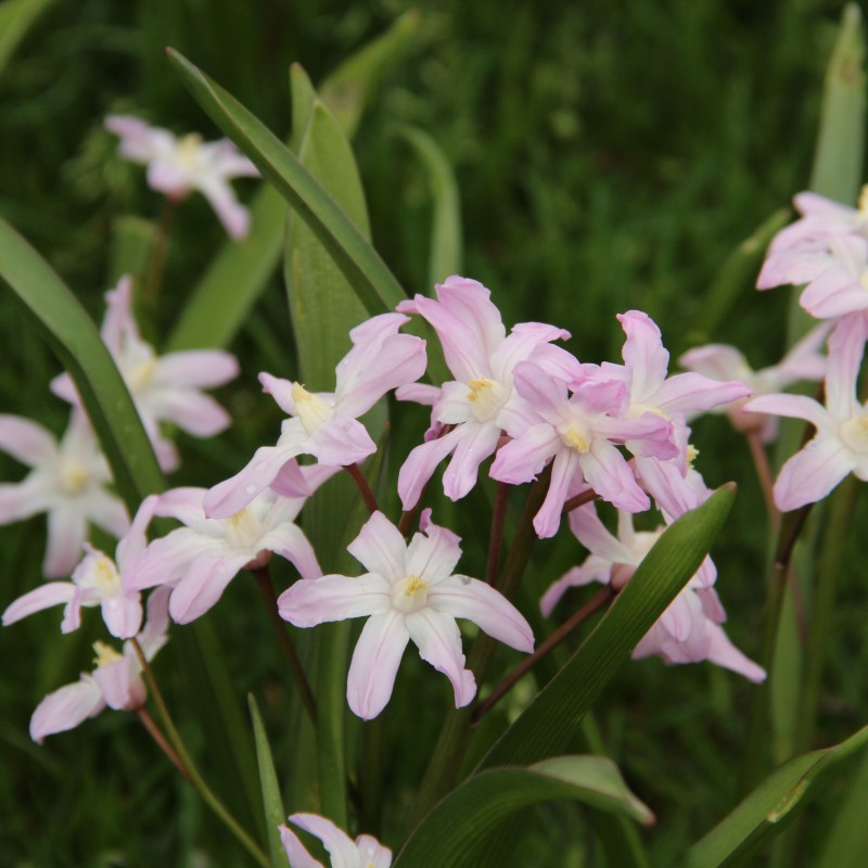 Chionodoxa 'Pink Giant' Chionodoxa 'Pink Giant'