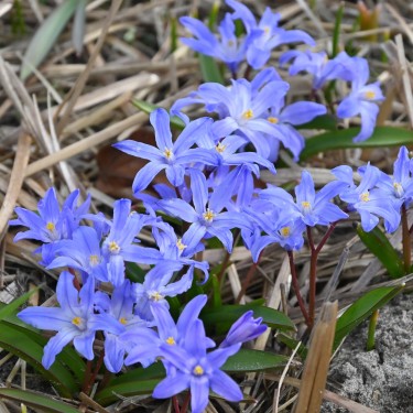 Chionodoxa luciliae