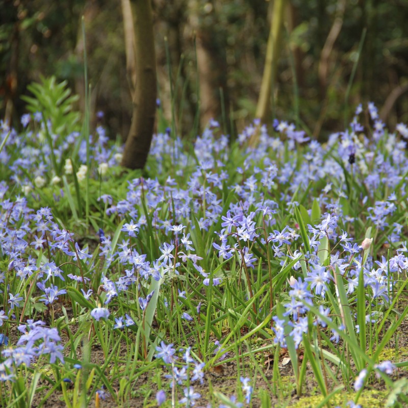 Chionodoxa luciliae Chionodoxa luciliae