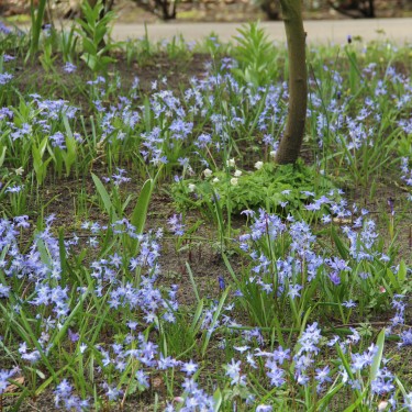 Chionodoxa luciliae Chionodoxa luciliae