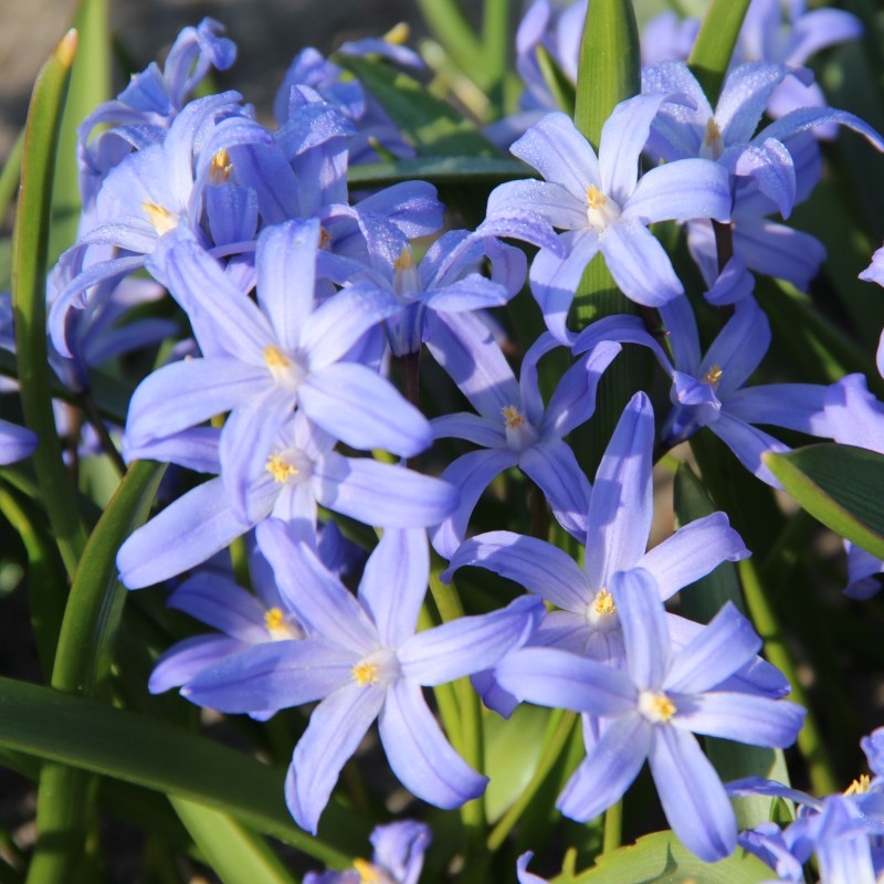 Chionodoxa luciliae Chionodoxa luciliae